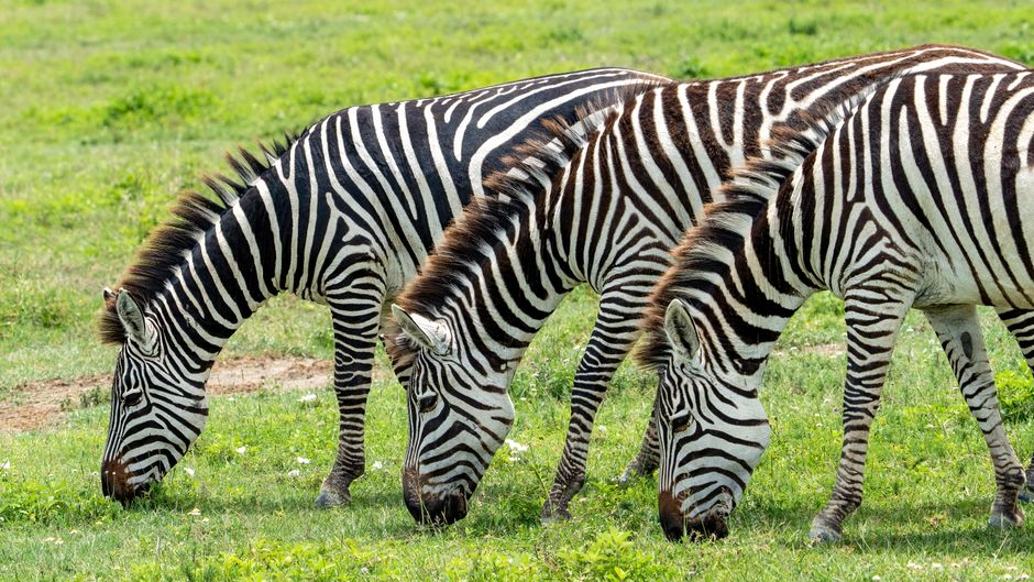 The Ultimate Guide to Zebra Label Printers: Troubleshooting and Tips 1 Zebra label printer connected to a computer